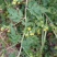 野菊花