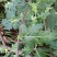 野菊花