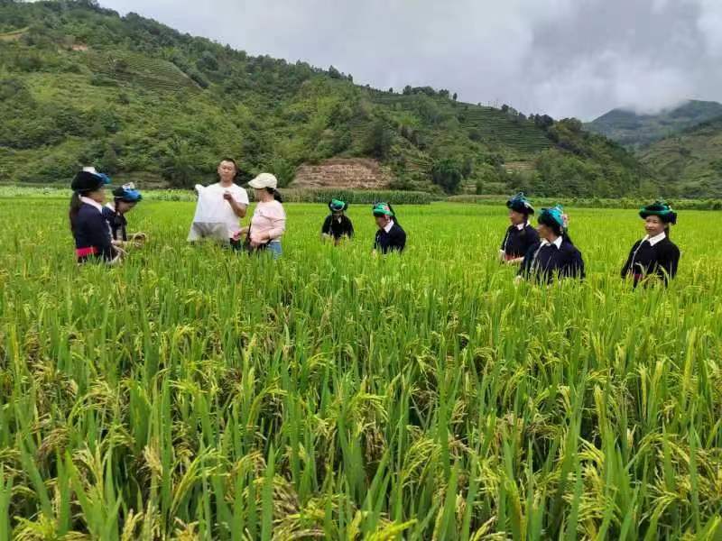 云南紫米大量上市，支持一件代发！
