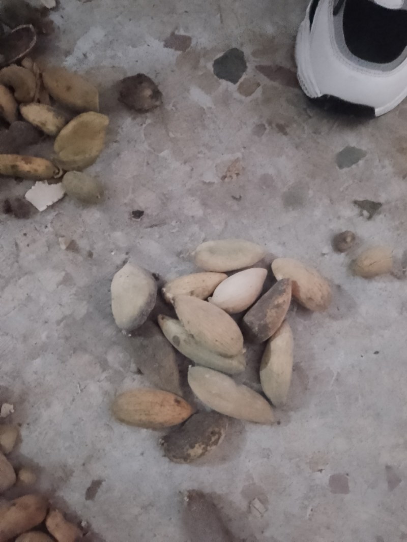 陕西汉中精品药材五倍，新货上市，干货，质量好，颜色好，