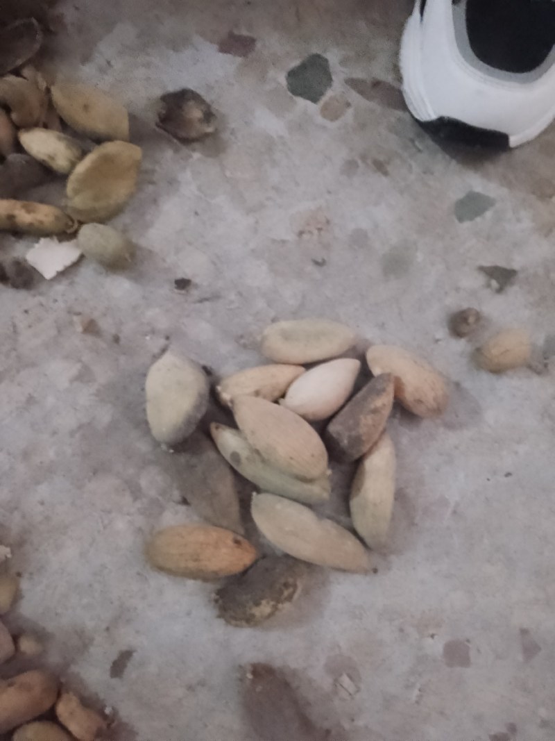 陕西汉中精品药材五倍，新货上市，干货，质量好，颜色好，