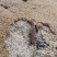 当季新鲜现挖雷笋浙江湖州武康雷笋整箱批发