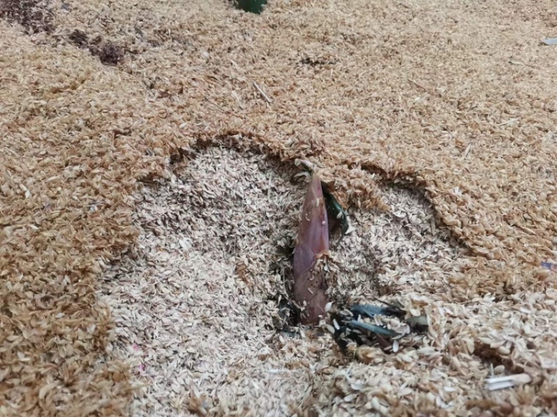 当季新鲜现挖雷笋浙江湖州武康雷笋整箱批发