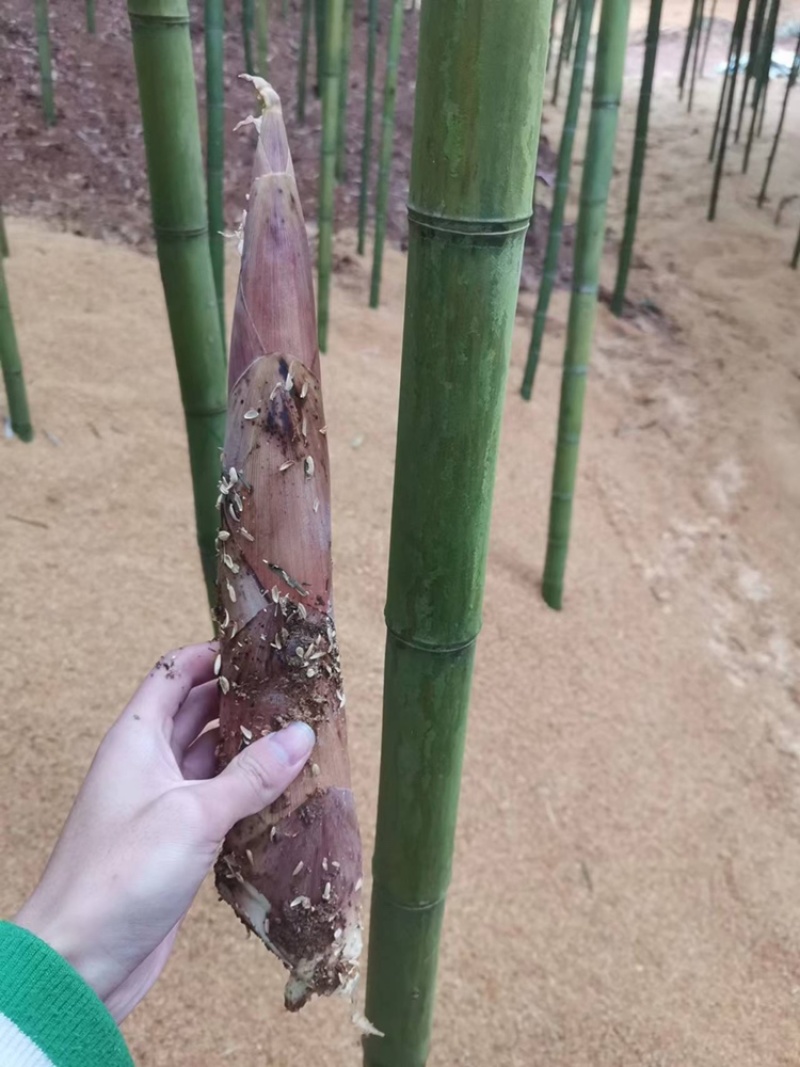当季新鲜现挖雷笋浙江湖州武康雷笋整箱批发