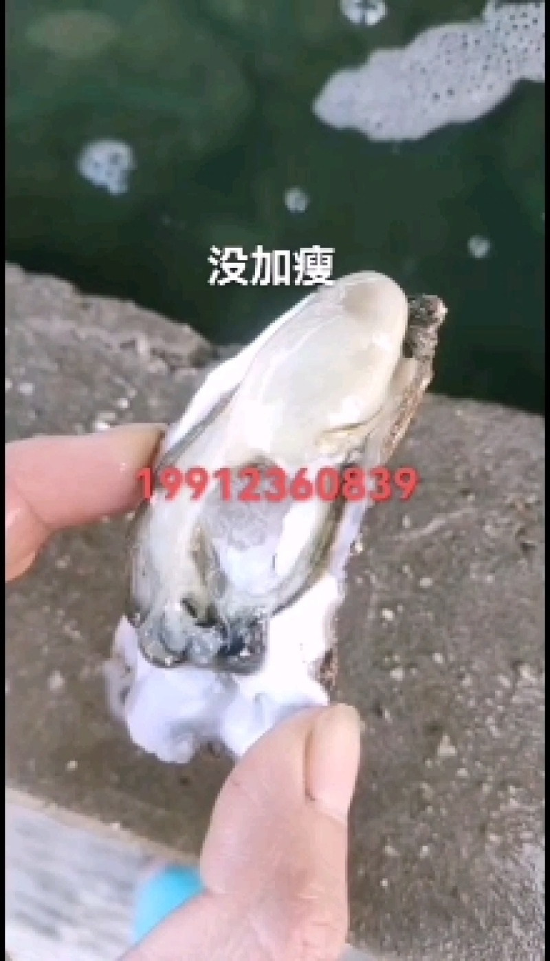 精品生蚝精品小包装，承接2.5斤3斤3.5斤各种包装，