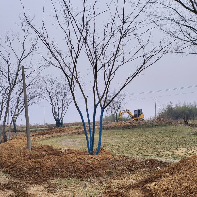 原生丛生合欢