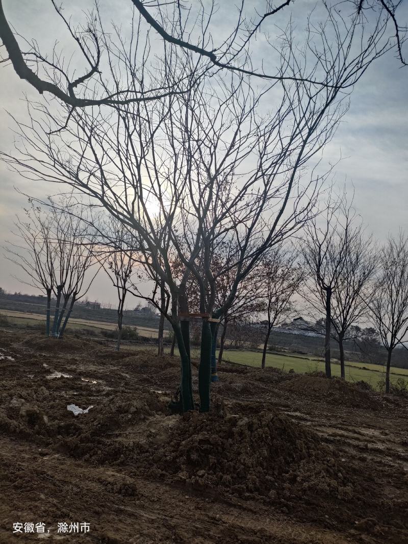 4-8杆丛生朴树