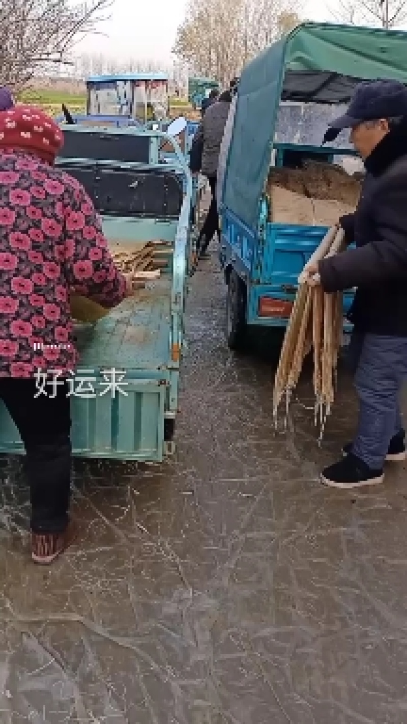 阜阳农家纯手工红薯粉丝，0添加，无污染，现代人健康的选择