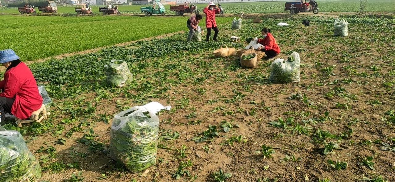 家庭阳台种植大叶菠菜场景