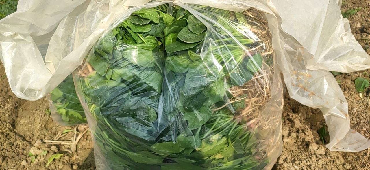 一捆新鲜采摘的大叶菠菜,叶片宽大深绿,叶柄洁白修长,整齐捆扎放置在竹篮中,背景为清晨农贸市场场景,露珠未干,体现新鲜度 新鲜采摘的大叶菠菜捆扎成束