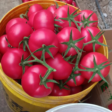 原产地连云港砂瓤西红柿串果西红柿专业保证质量