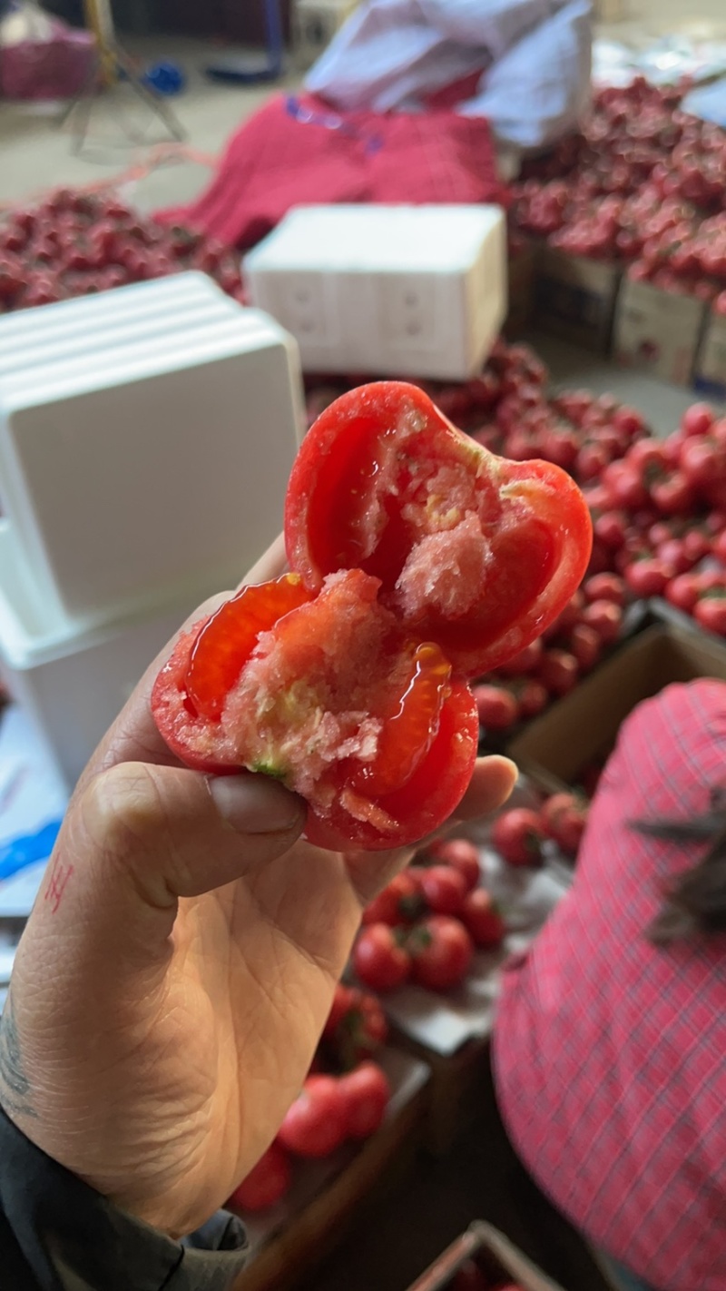 原产地连云港砂瓤西红柿串果西红柿专业保证质量