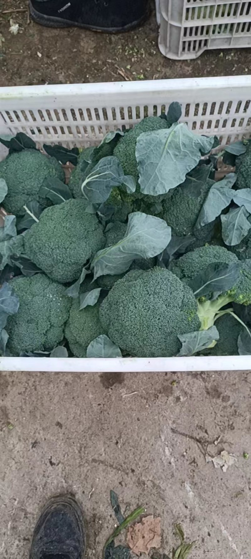 商丘本地耐寒优秀西蓝花，一手货源，质量保证，欢迎采购