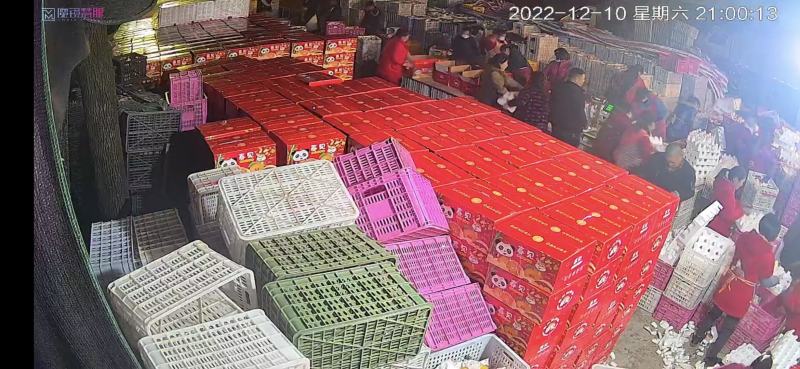 蒲江纯甜耙耙柑，现在大量上市，颜色好，味道纯甜