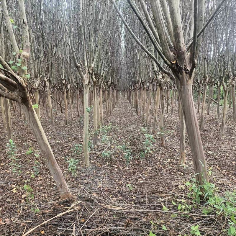 大量出售占地紫薇及工程紫薇