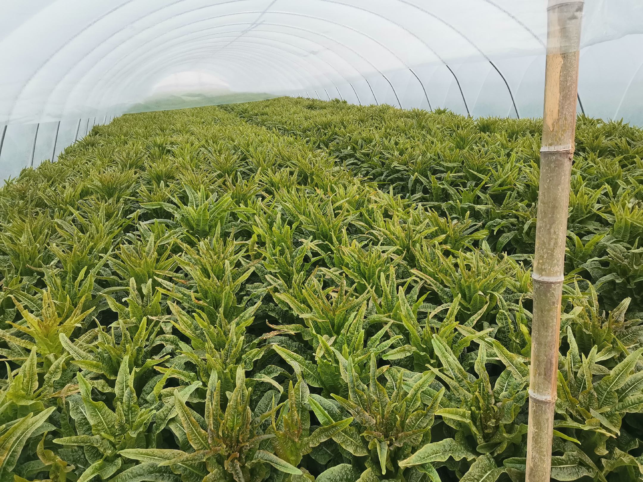 田间生长的莴笋植株