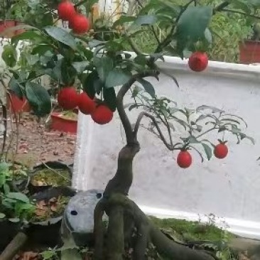 金弹子嫁接品种四川灌木