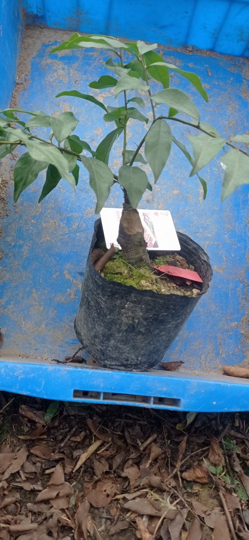 金弹子嫁接品种四川灌木