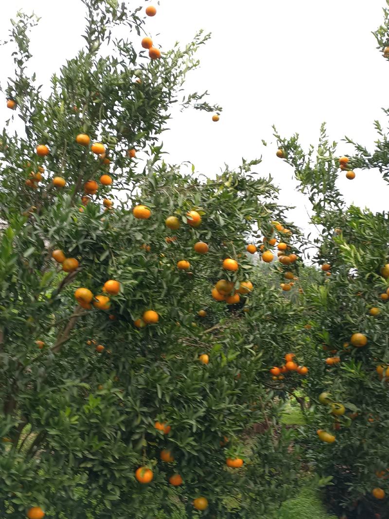 巴阳红橙，纽荷尔已上市