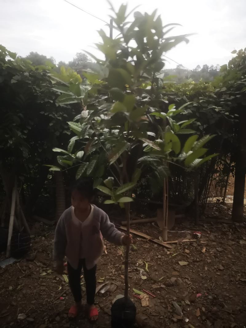 防城防普小叶品种金花茶原生树