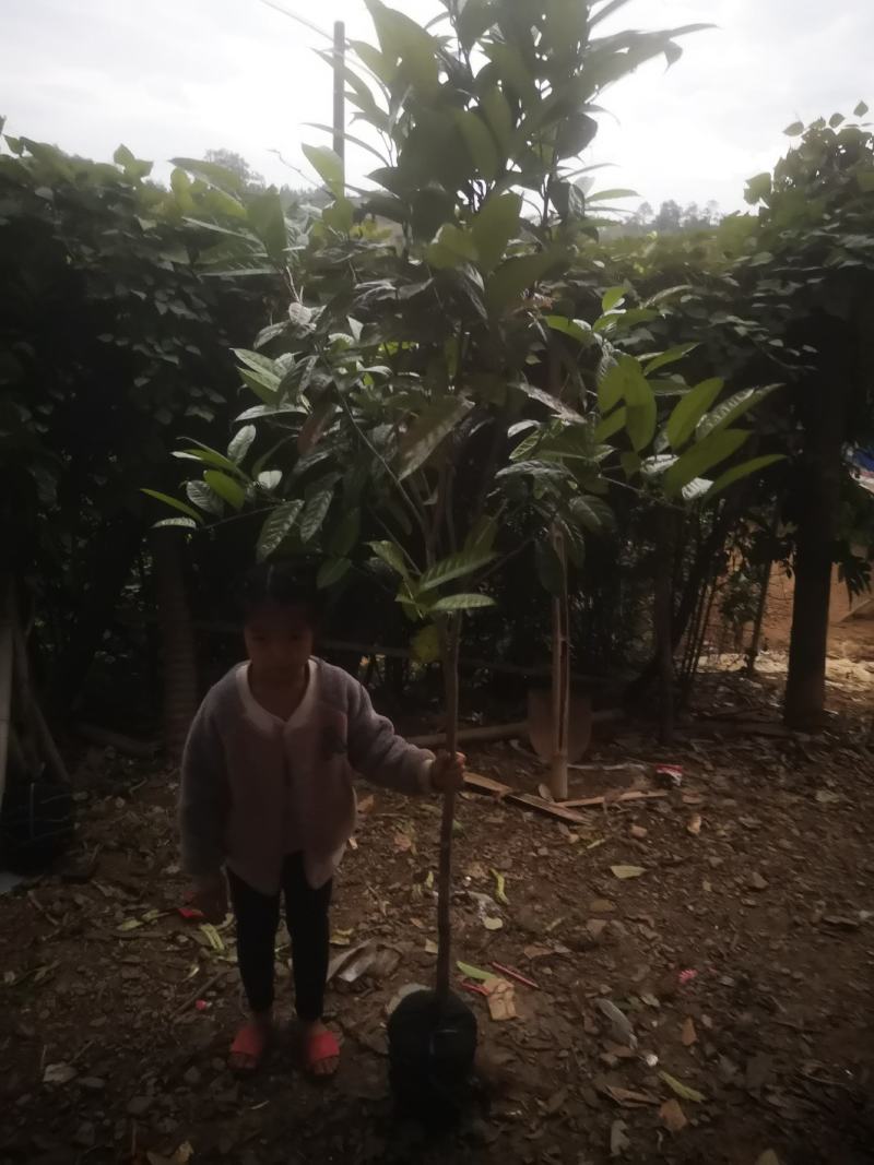 防城防普小叶品种金花茶原生树