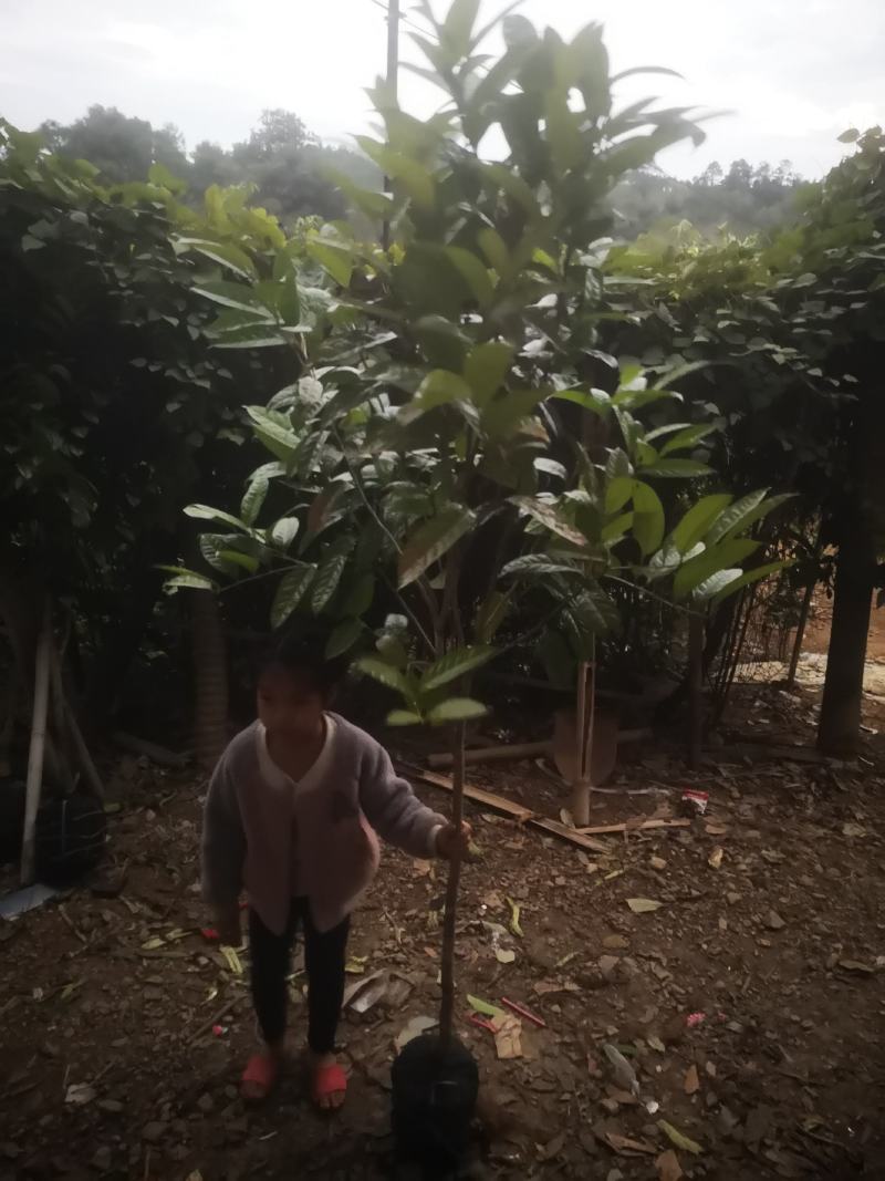 防城防普小叶品种金花茶原生树