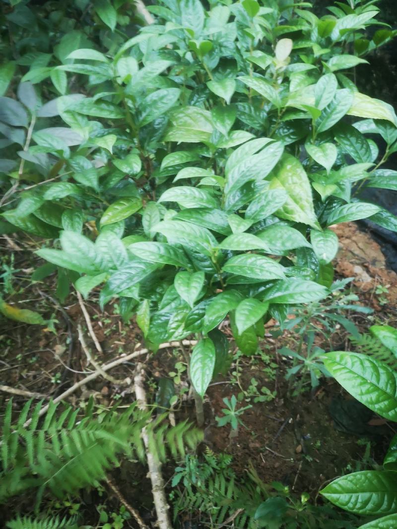 防城防普小叶品种金花茶原生树