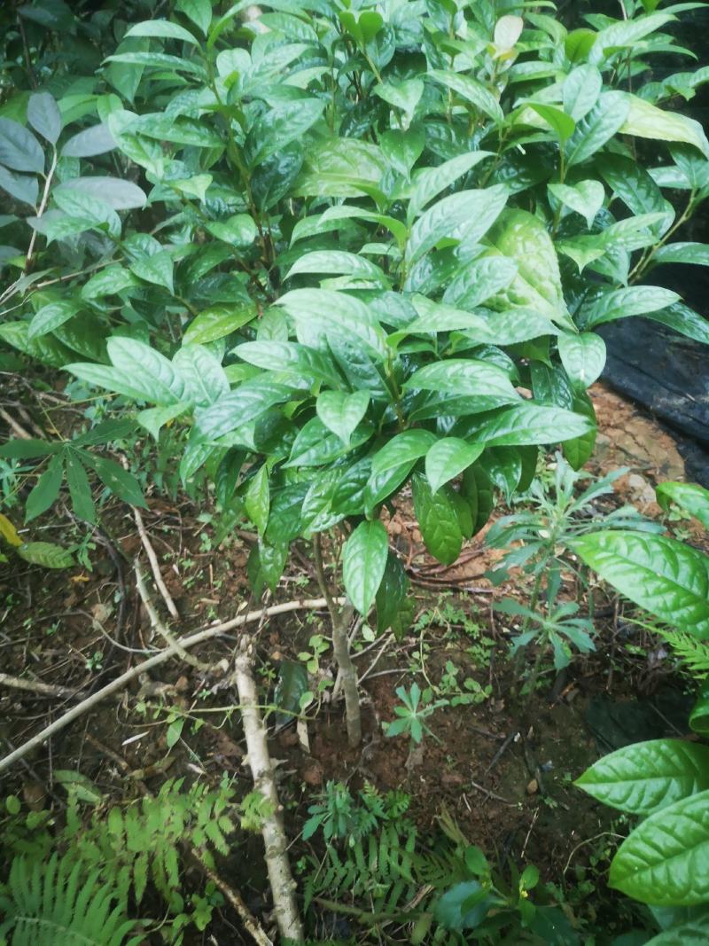 防城防普小叶品种金花茶原生树