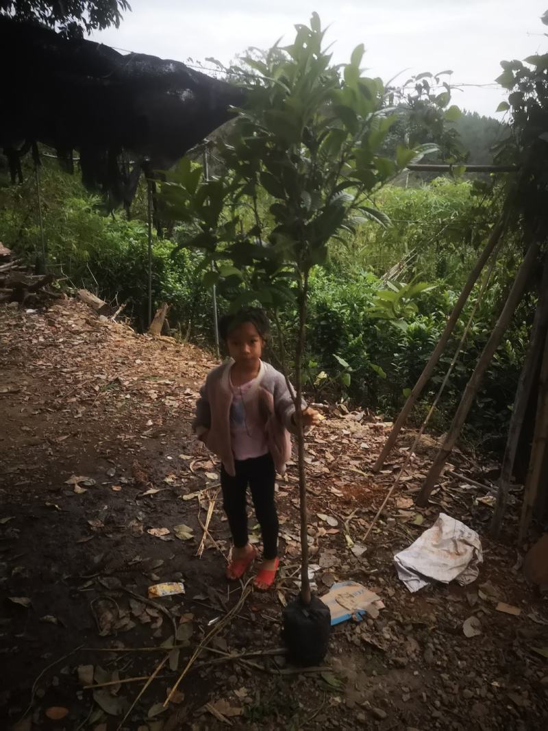 防城防普小叶品种金花茶原生树