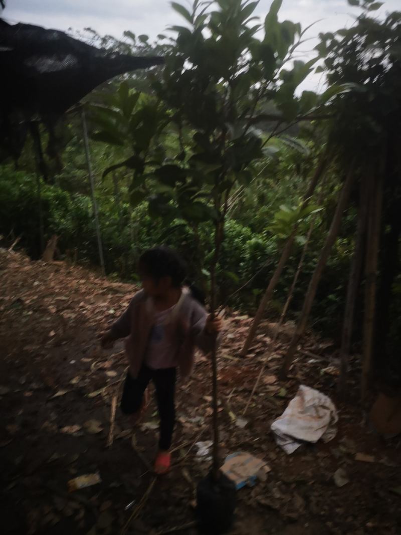 防城防普小叶品种金花茶原生树
