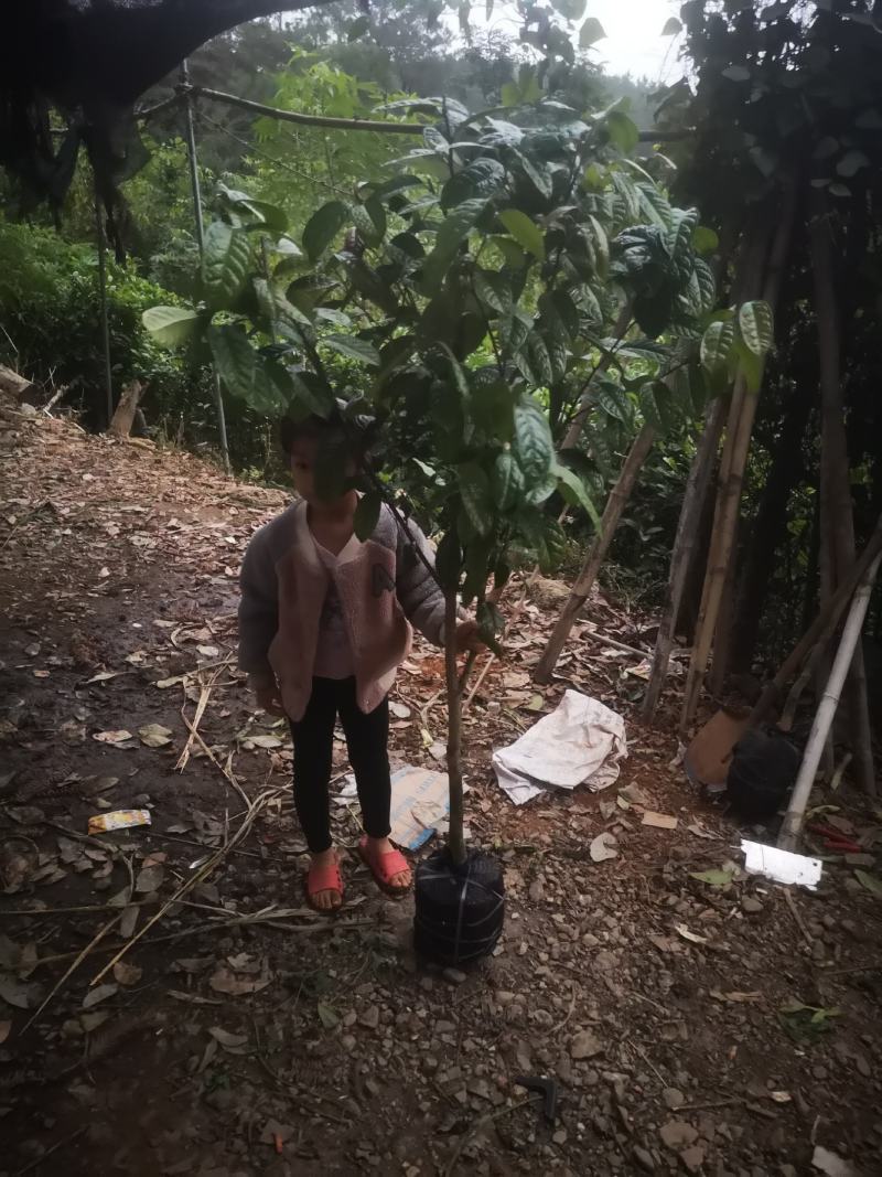防城防普小叶品种金花茶原生树