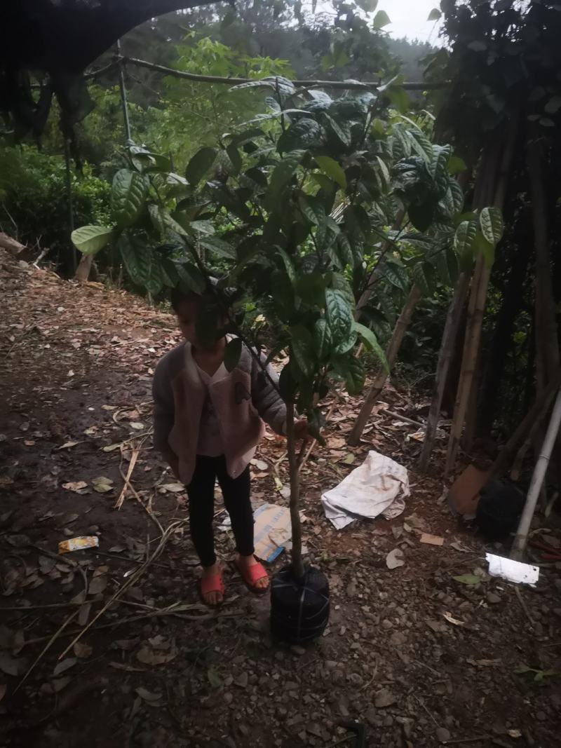 防城防普小叶品种金花茶原生树