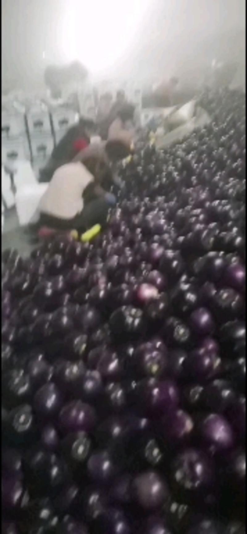 大量供应冬暖棚紫光圆茄子日供能力二十万斤以上
