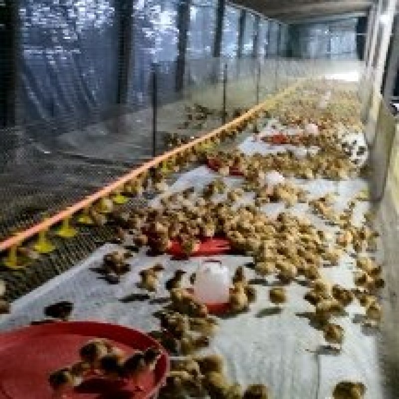 红瑶公鸡苗淮南王公苗青脚红毛公红瑶土鸡苗必打疫苗