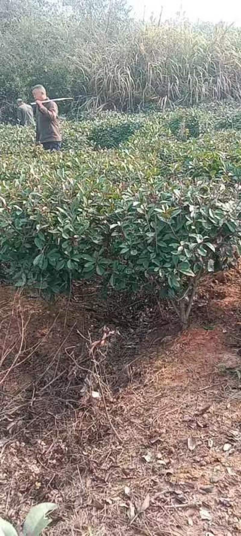 红叶石楠球