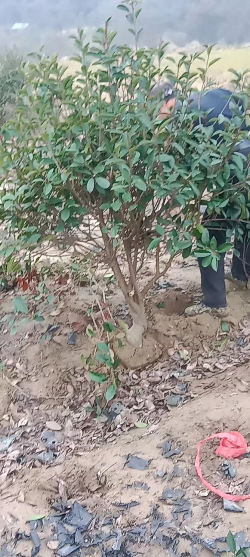 红叶石楠球