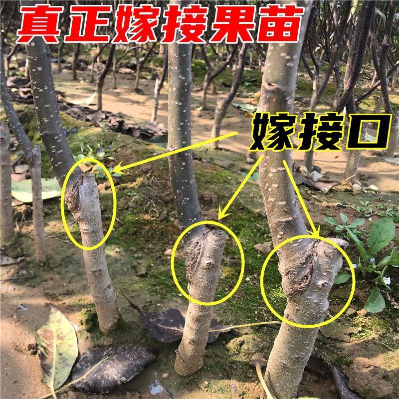 秋月梨树苗100~150cm0.8~3cm
