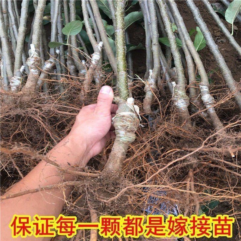 秋月梨树苗100~150cm0.8~3cm