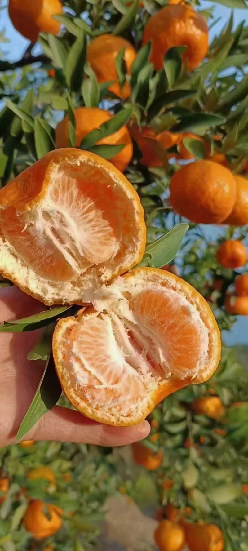 🍊椪柑清江芦柑湖北椪柑个大味甜产地直发