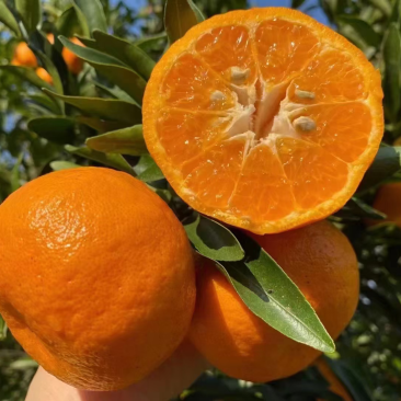 🍊椪柑清江芦柑湖北椪柑个大味甜产地直发
