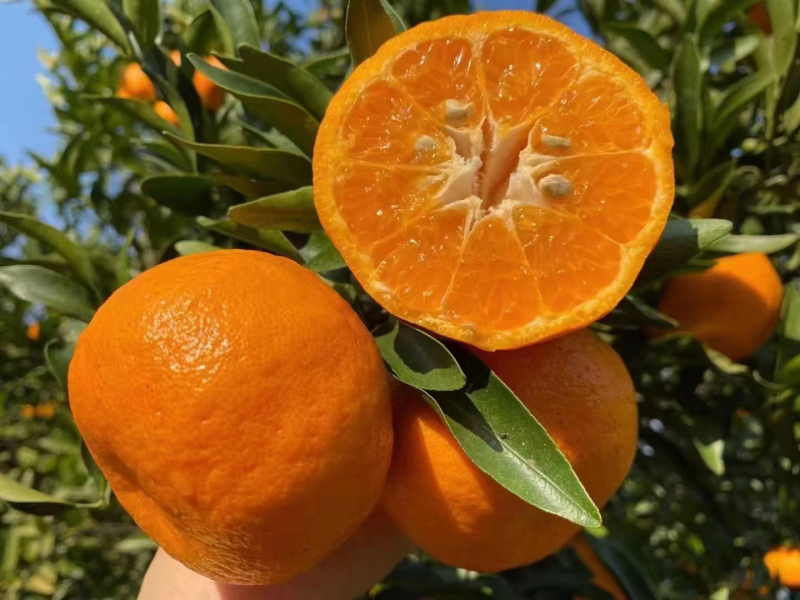 🍊椪柑清江芦柑湖北椪柑个大味甜产地直发