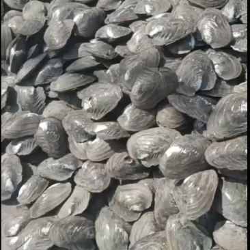 小河蚌现货出售量大的来