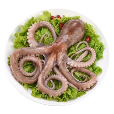 长腿八爪鱼，活，
