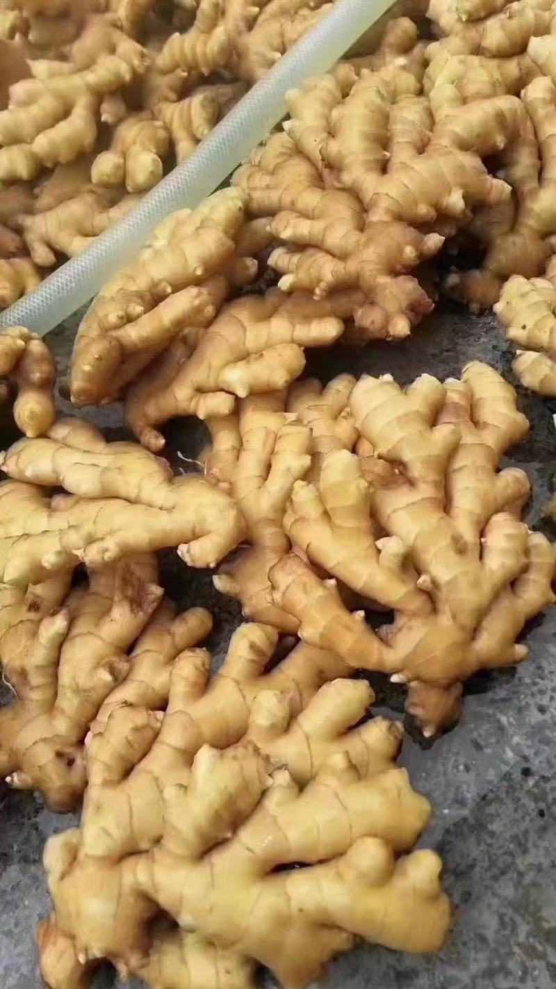 大黄姜货源充足，质量好，价格优山生姜产地