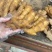 大黄姜货源充足,质量好,价格优山生姜产地