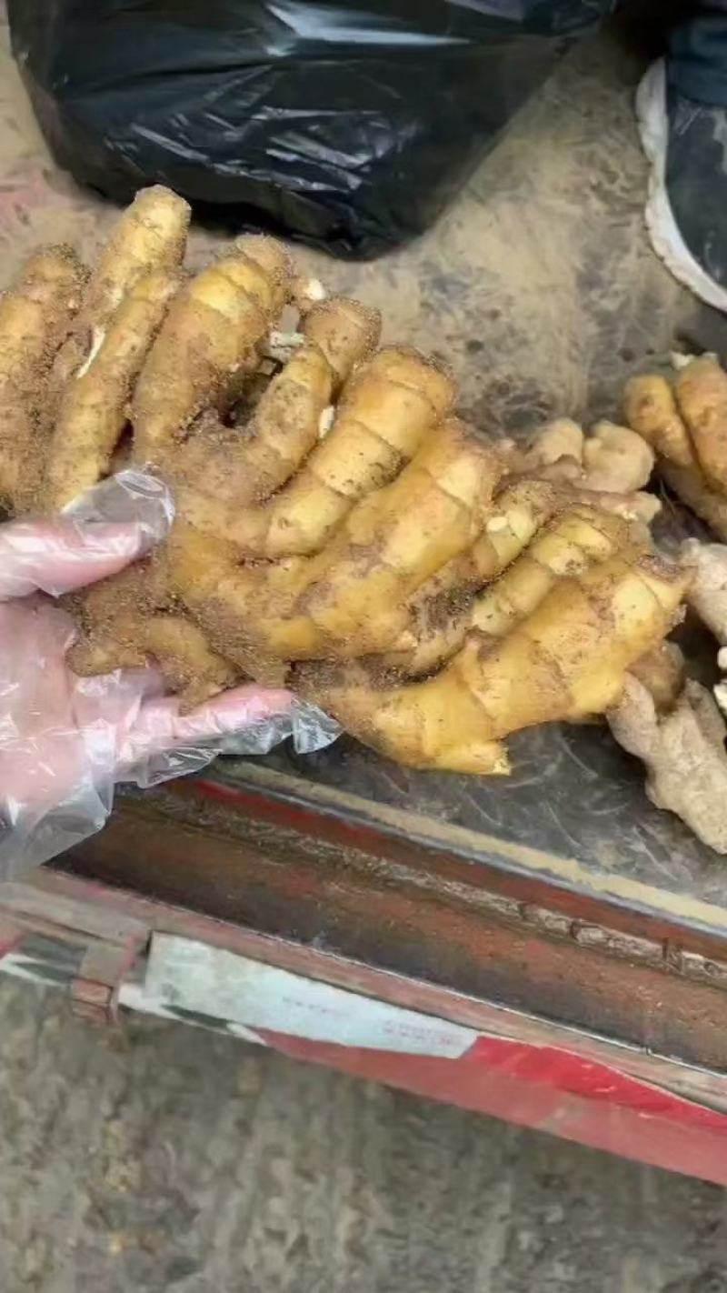 大黄姜货源充足，质量好，价格优山生姜产地