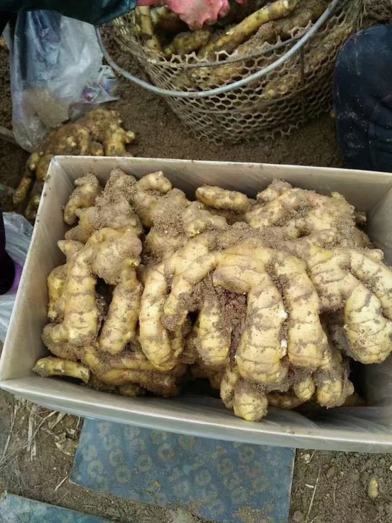 大黄姜货源充足，质量好，价格优山生姜产地