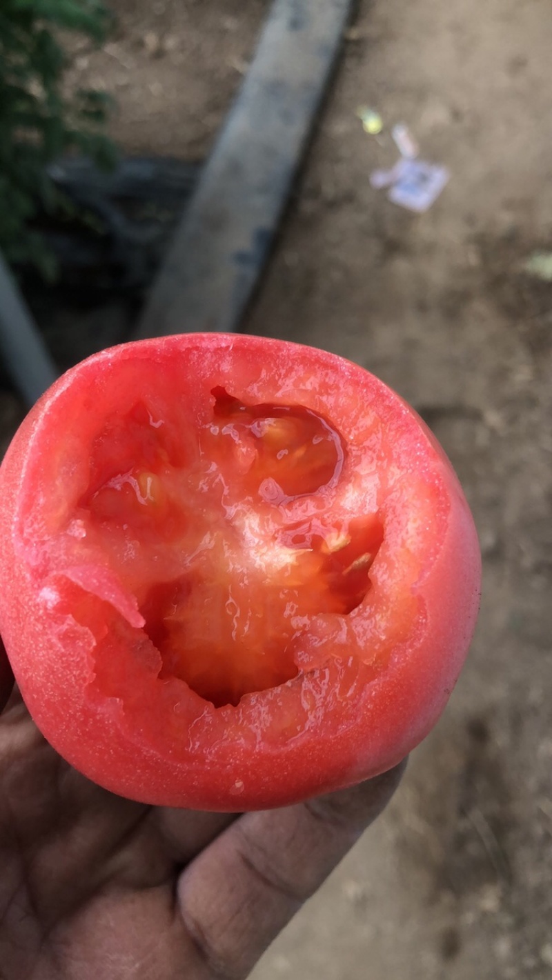 黄瓜西红柿