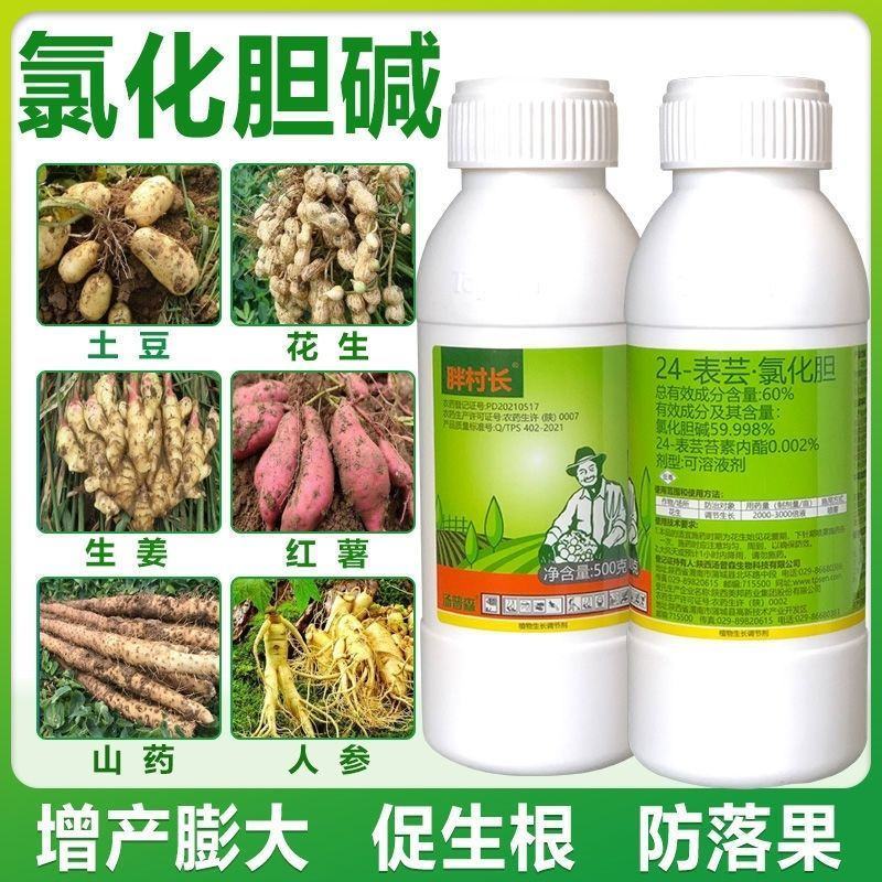 汤普森~胖村长24-表芸.氯化胆花生调节生长植物生长调节