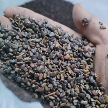 刺槐种子刺槐种子量大质量好需要的联系我包发芽率